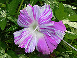 Pink Streaked Split Ipomoea Nil
