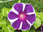 Purple Velvet Fuji Ipomoea Nil