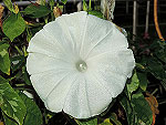 Snow White / Shirayuki Ipomoea Nil