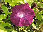 Benkei Ipomoea Nil