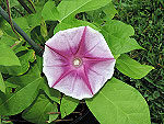 Garnet Star Ipomoea Nil