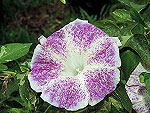 Kanoka Ipomoea Nil