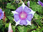 Kikyo Cornflower Ipomoea Nil