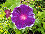 Purple Crown / Murasaki no Kanmuri Ipomoea Nil