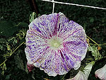 Purple Rain Ipomoea Nil