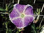 Purple Shroud Ipomoea Nil