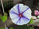 Blue Blazes Ipomoea Nil