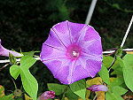 Lillian Ipomoea Nil