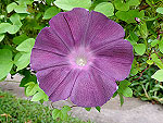 Phoenicia Ipomoea Nil