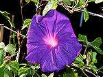 Purple Empress Ipomoea Nil