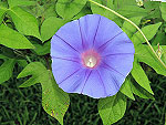 Royal Bell Ipomoea Nil