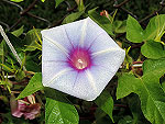 The Eye of Horus Ipomoea Nil
