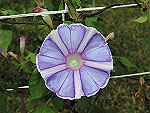 Fuji no Monet Ipomoea Nil