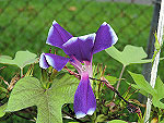 Shinchaya Ipomoea Nil