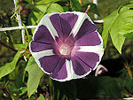 Andromeda Ipomoea Nil x Purpurea