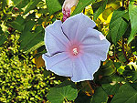 Blue Kawaii Ipomoea Nil
