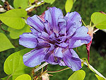 Blue Pharaoh Ipomoea Nil