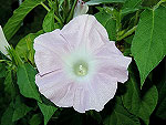 Light Pink Kawaii Ipomoea Nil