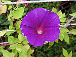 Purple Twinkle Ipomoea Nil